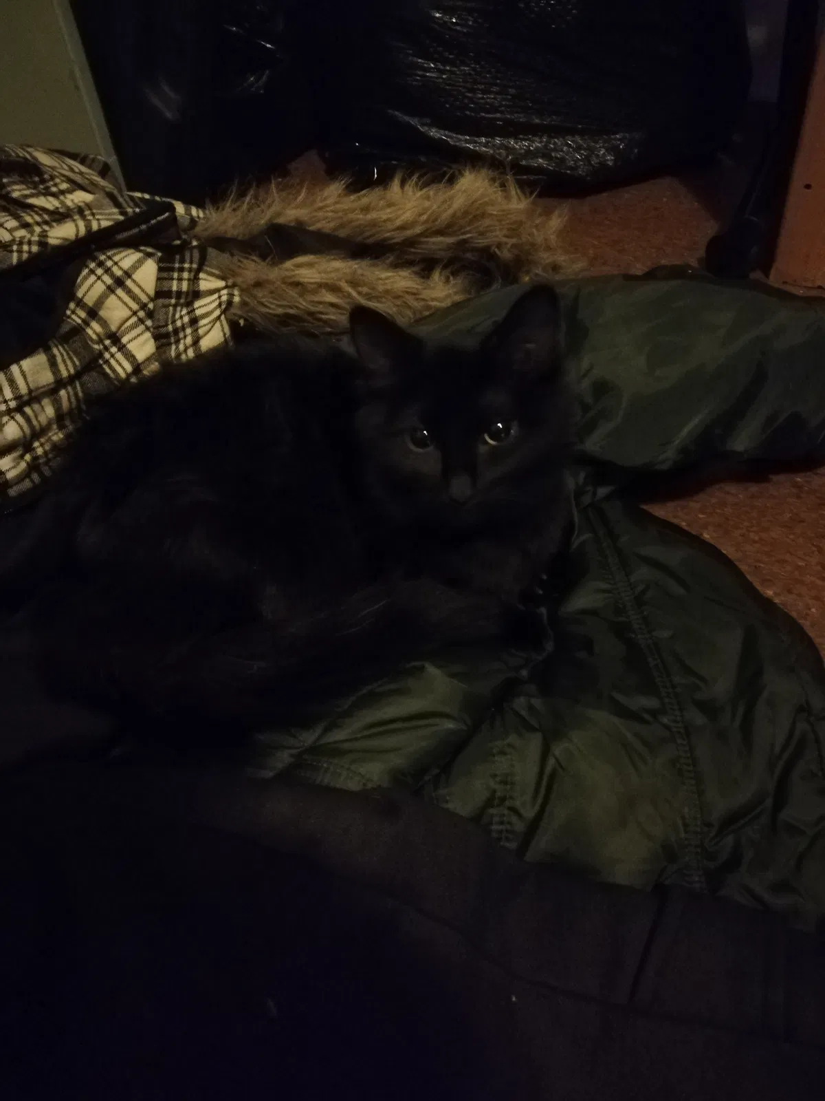 Lost cat in Unknown, CA, 0