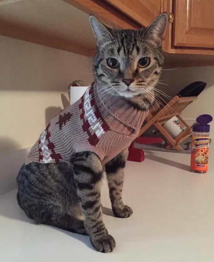 Lost cat in Cherryville, NC, 28021