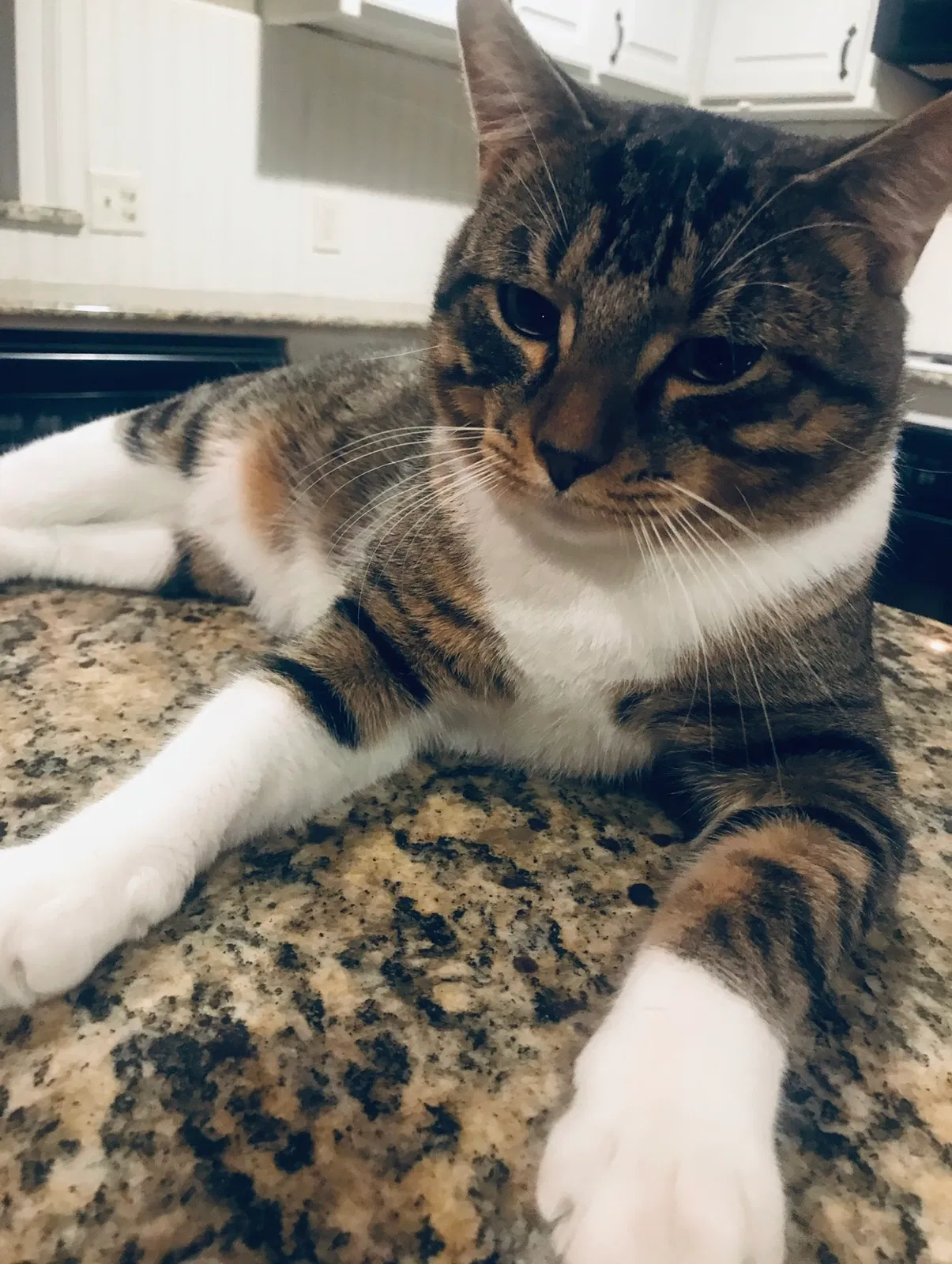 Lost cat in Greenwell Springs, LA, 70739