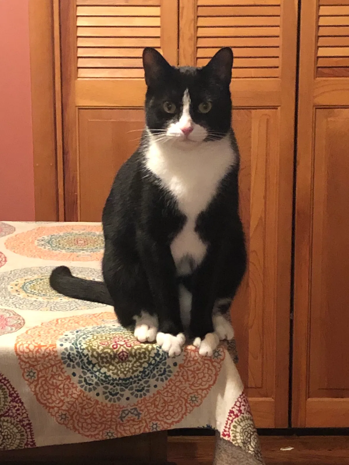 Lost cat in Johnson City, TN, 37601