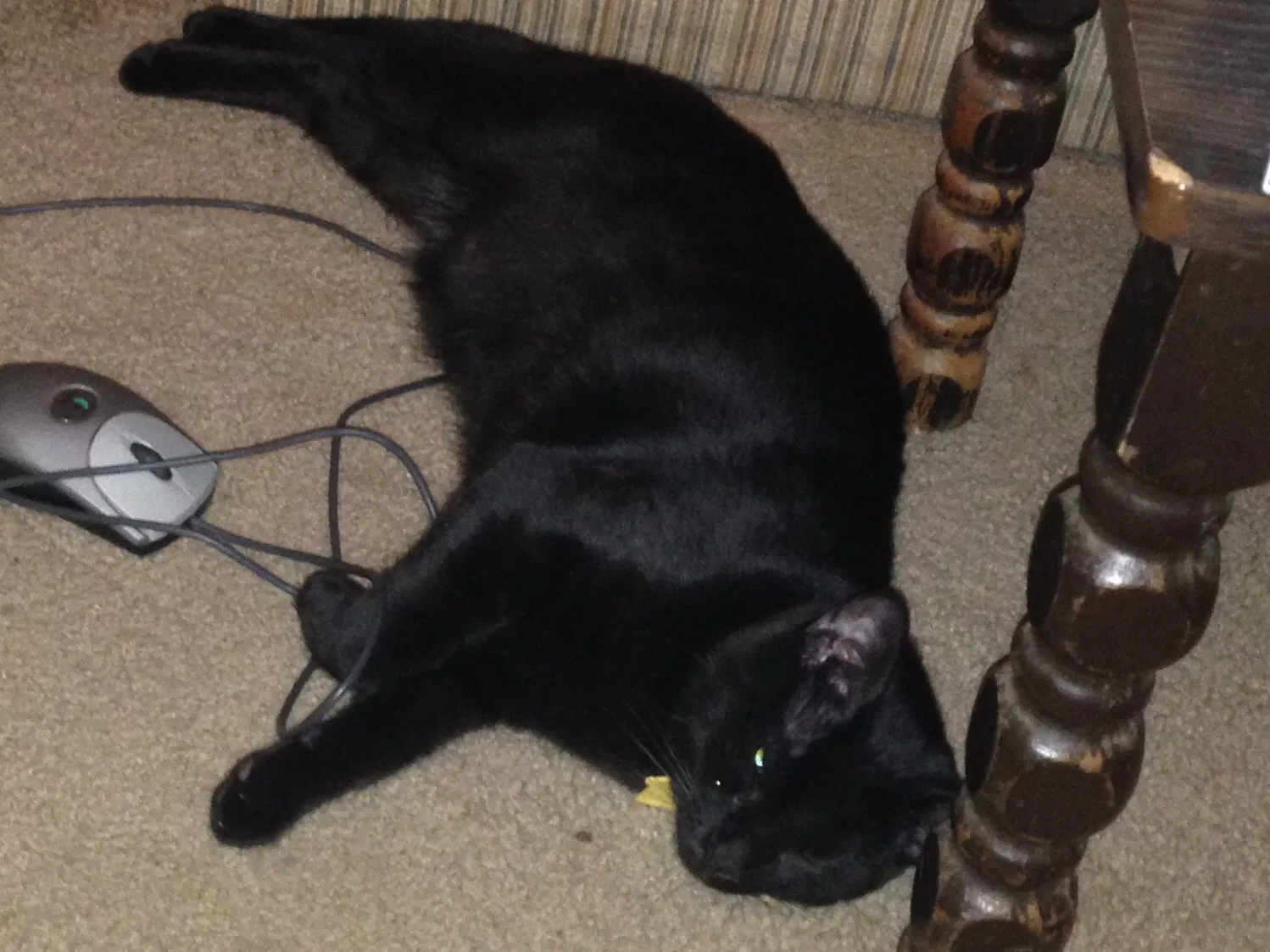 Lost cat in Lilburn, GA, 30047