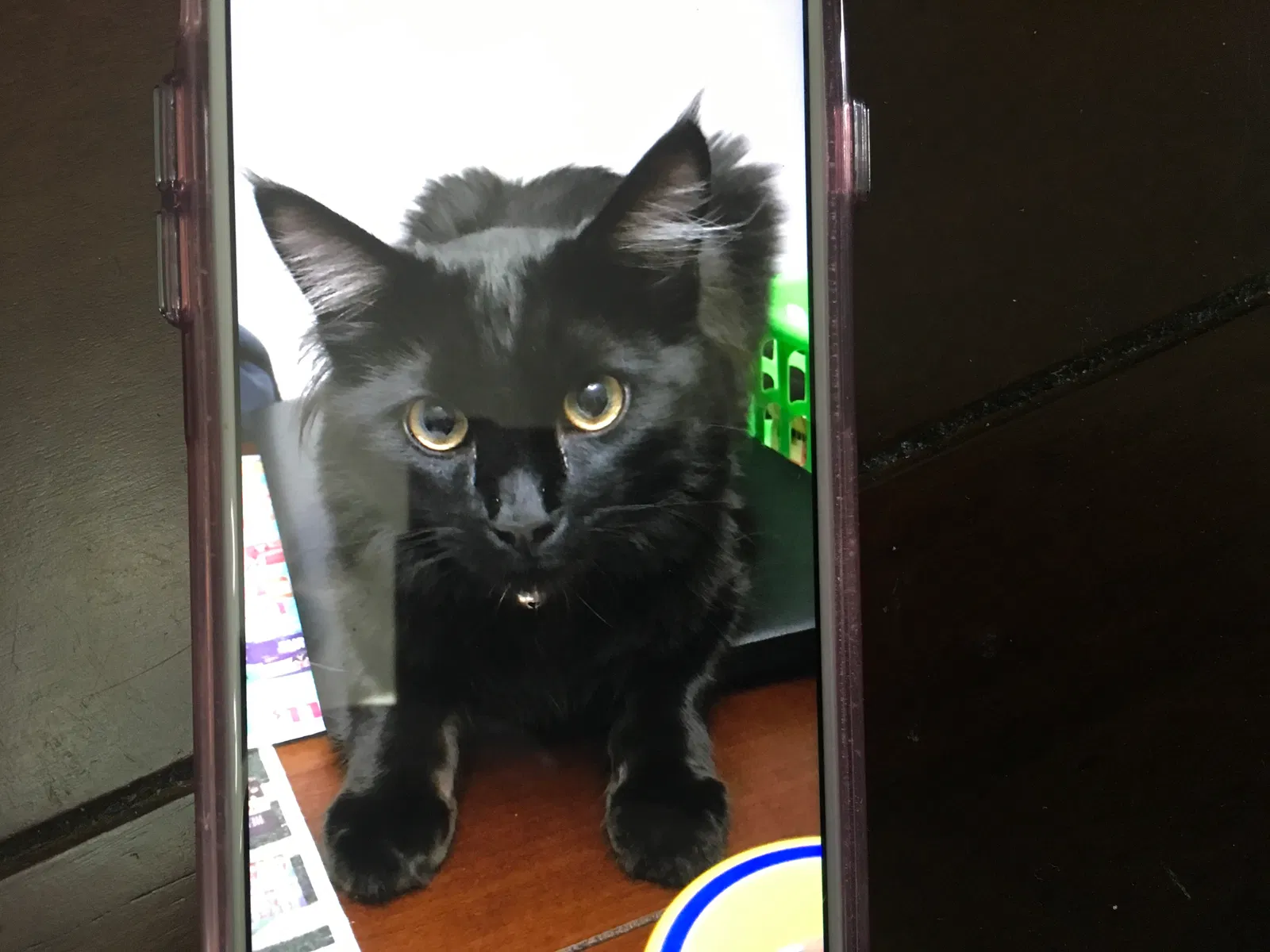 Lost cat in Long Beach, CA, 90806