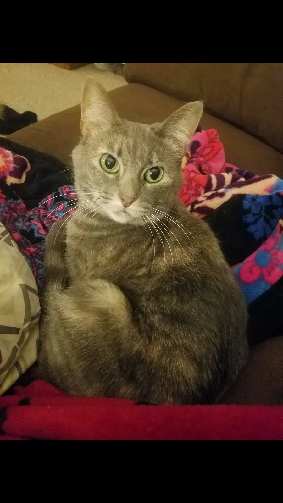 Lost cat in Baraboo, WI, 53913
