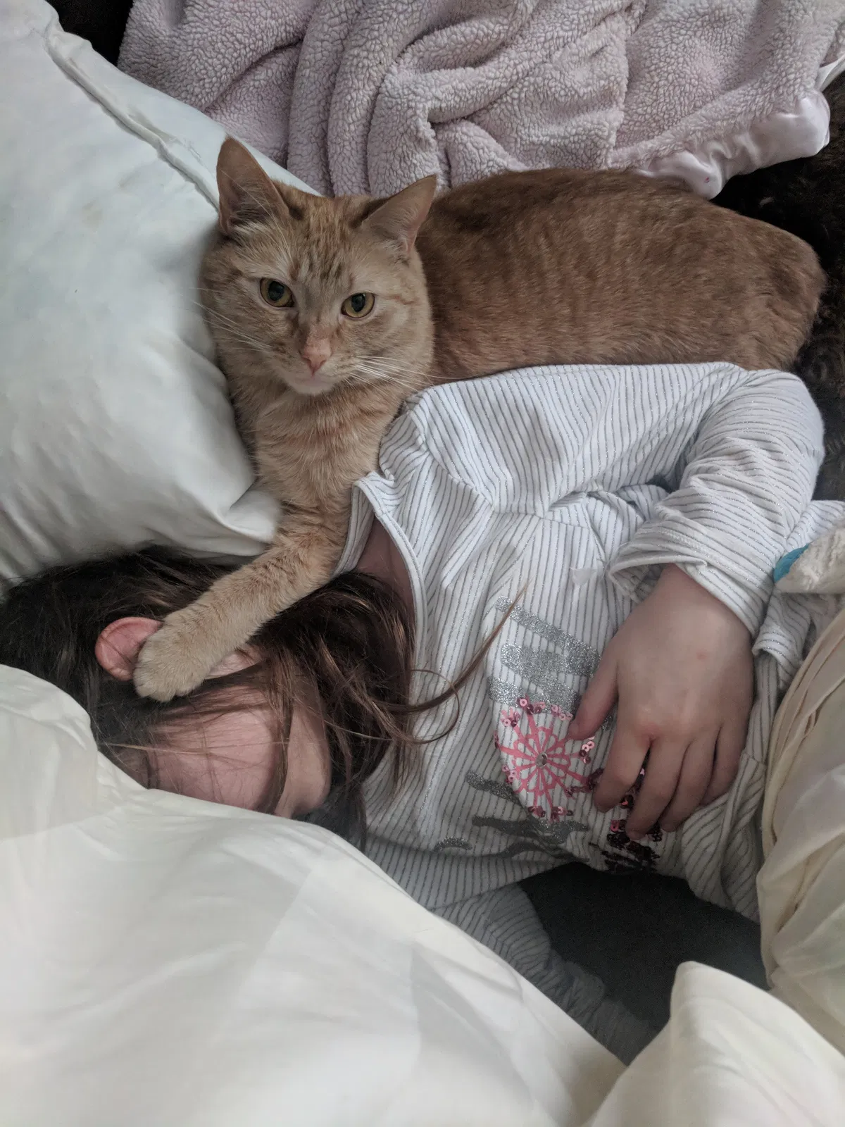 Lost cat in Greensboro, NC, 27410