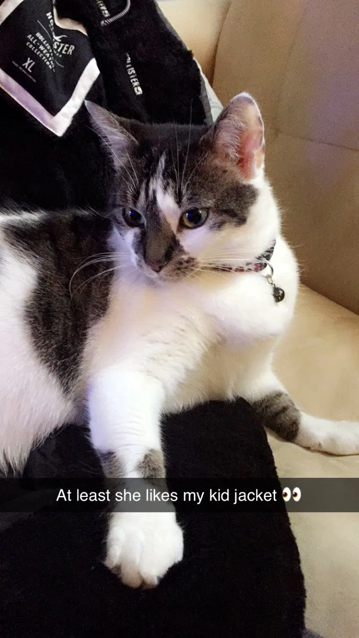 Lost cat in Winston Salem, NC, 27105