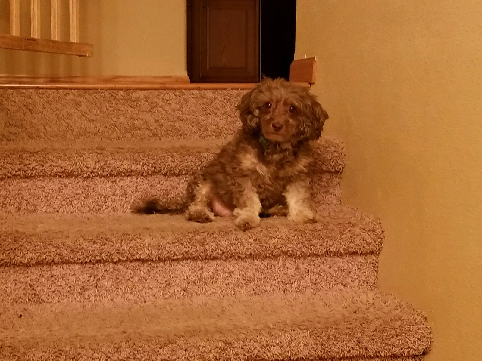 Lost dog in Bismarck, ND, 58504