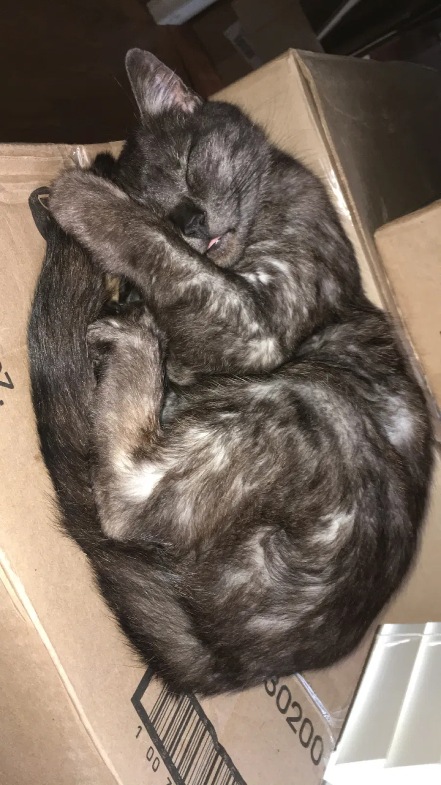 Lost cat in Thomasville, NC, 27360