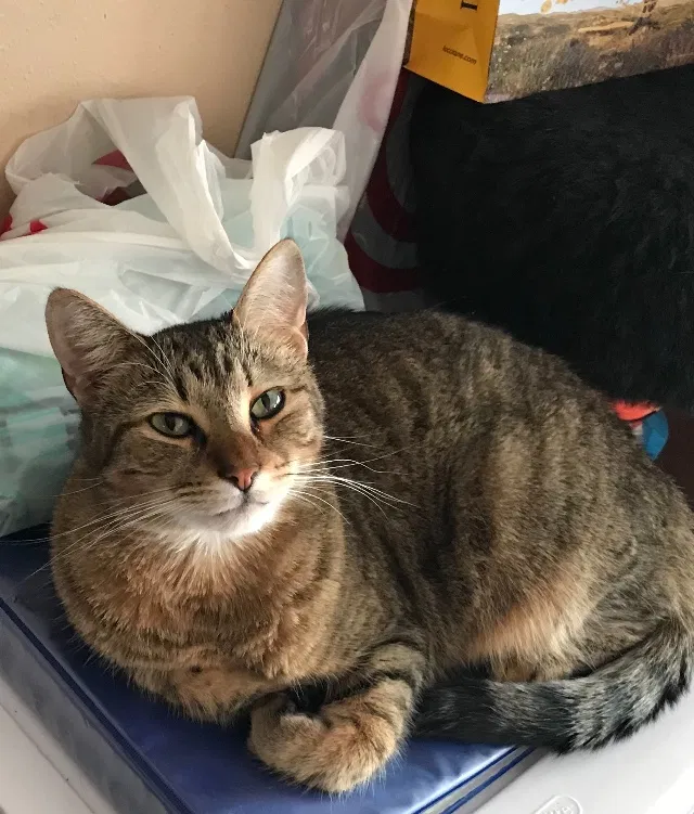 Lost cat in Elkton, FL, 32033