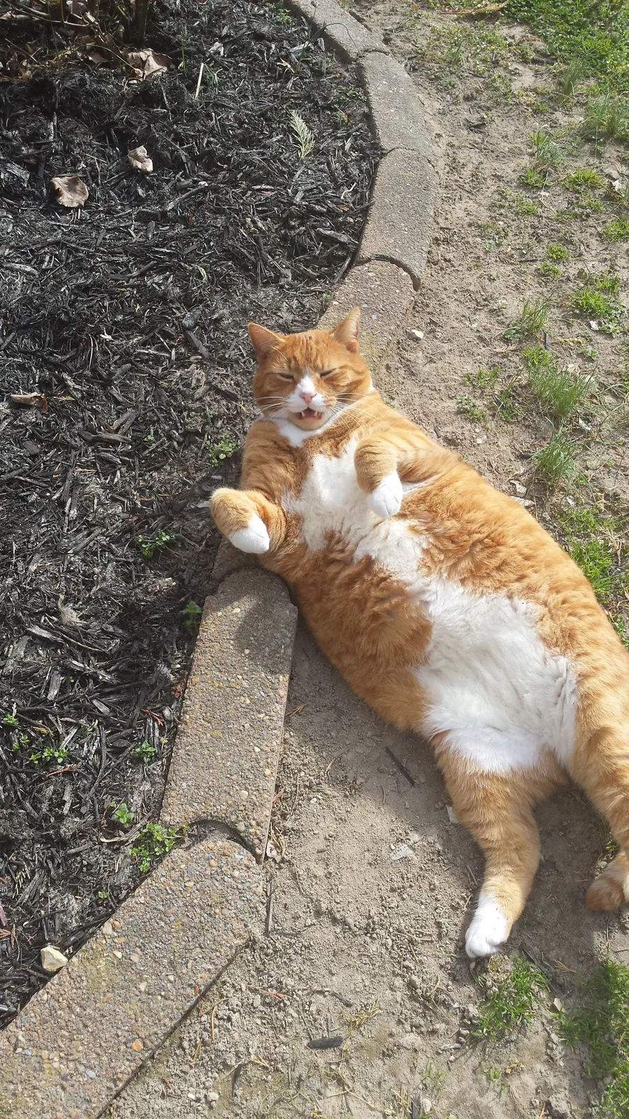 Lost cat in East New Market, MD, 21631