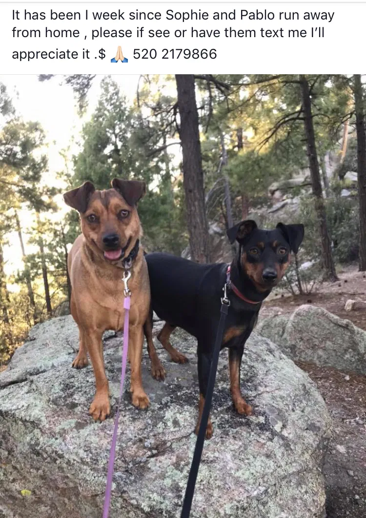 Lost dog in Tucson, AZ, 85756