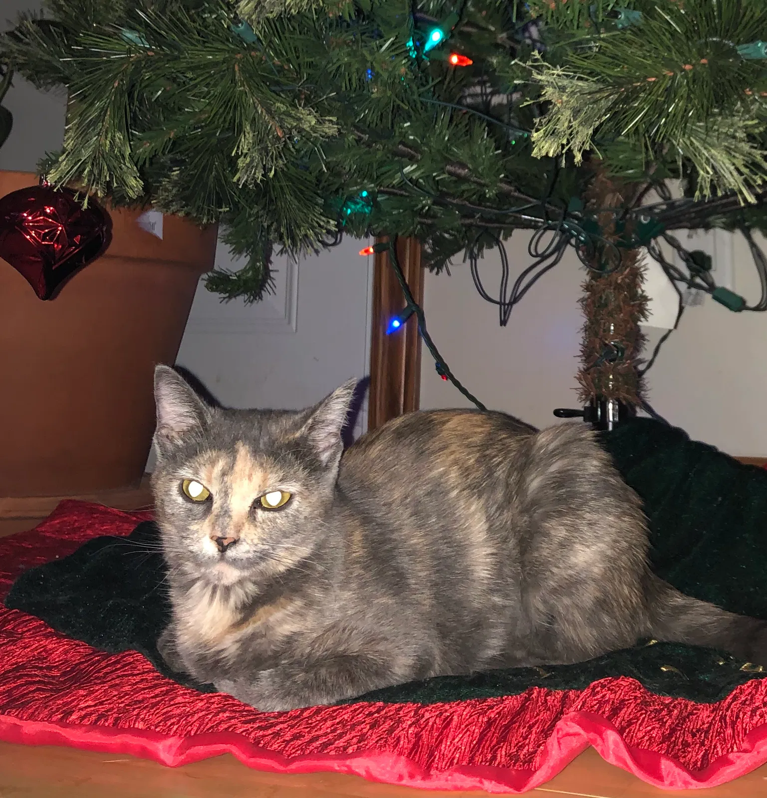 Lost cat in Des Moines, IA, 50317