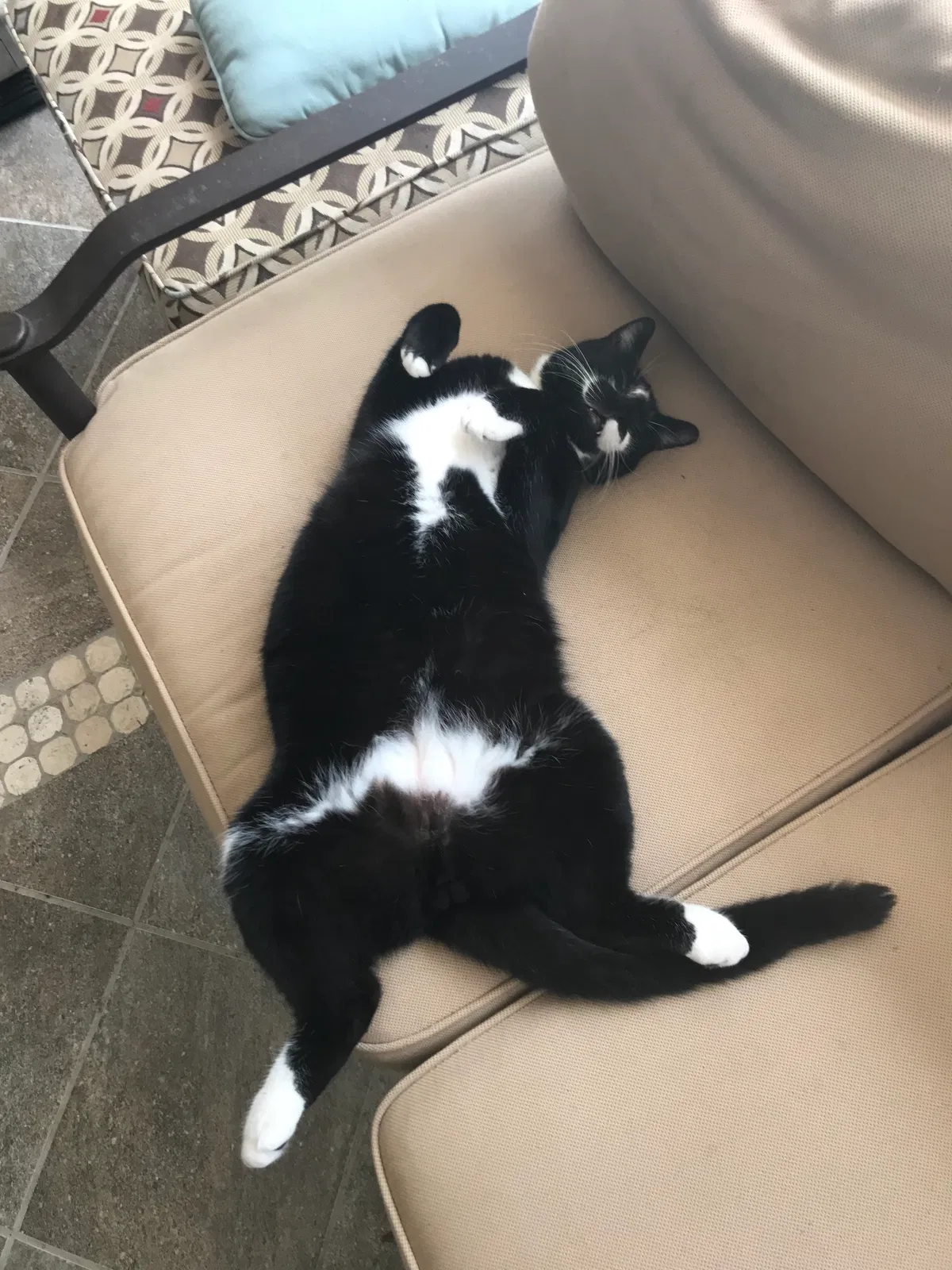 Lost cat in Saint Augustine, FL, 32084