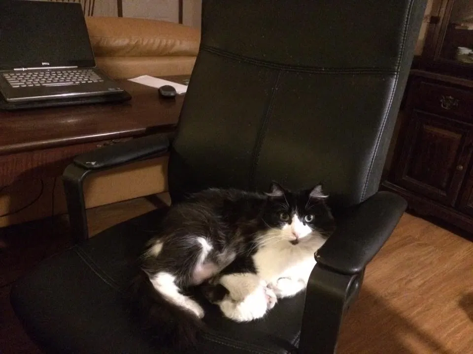 Lost cat in Fort White, FL, 32038