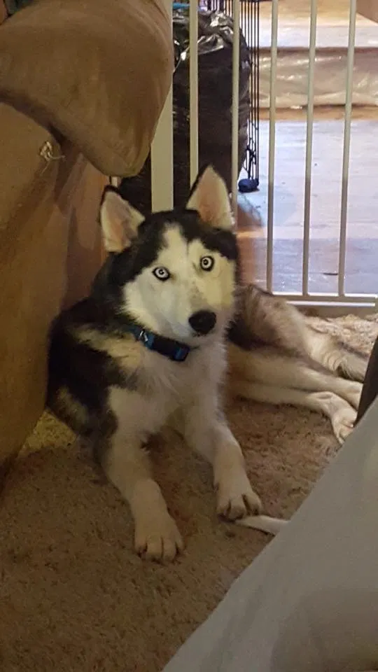 Lost dog in Glenwood, WV, 25520