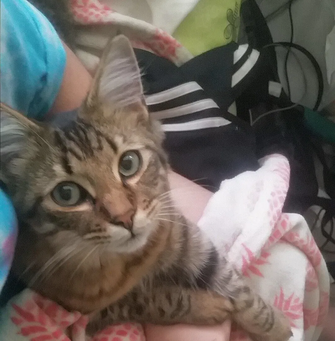 Lost cat in Cypress, TX, 77429