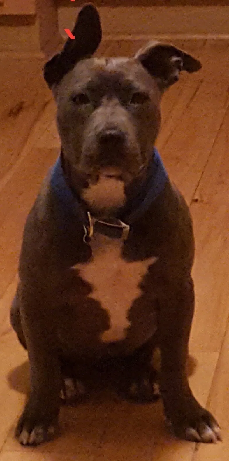 Lost dog in Paso Robles, CA, 93446