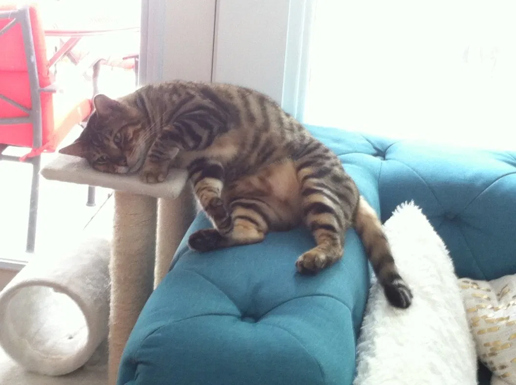 Lost cat in Cincinnati, OH, 45230