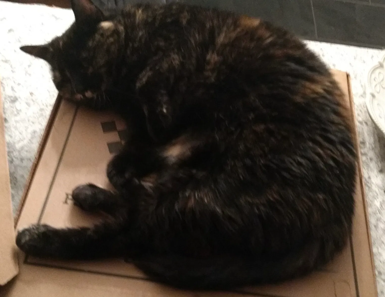 Lost cat in Allison Park, PA, 15101