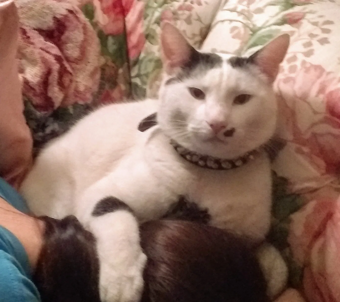 Lost cat in Santa Fe, NM, 87505