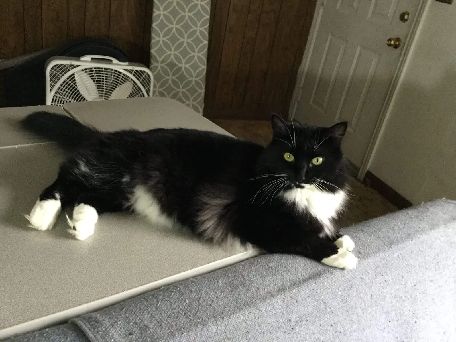 Lost cat in Seattle, WA, 98106