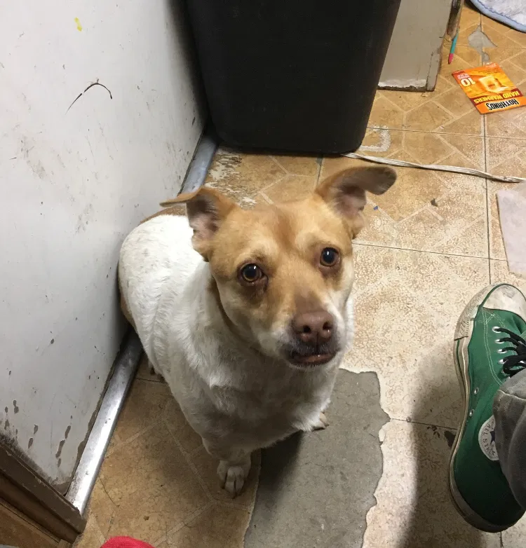 Lost dog in Casa Grande, AZ, 85122