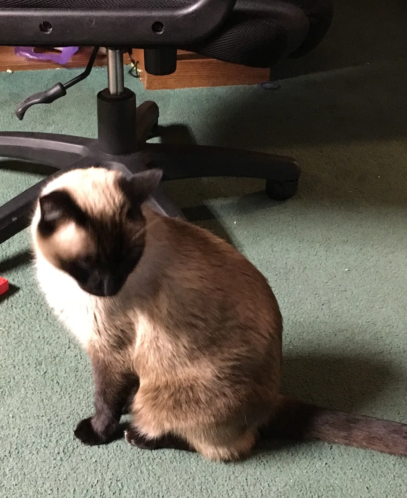 Lost cat in Bremerton, WA, 98311