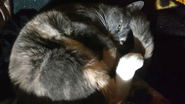 Lost cat in Everett, WA, 98204