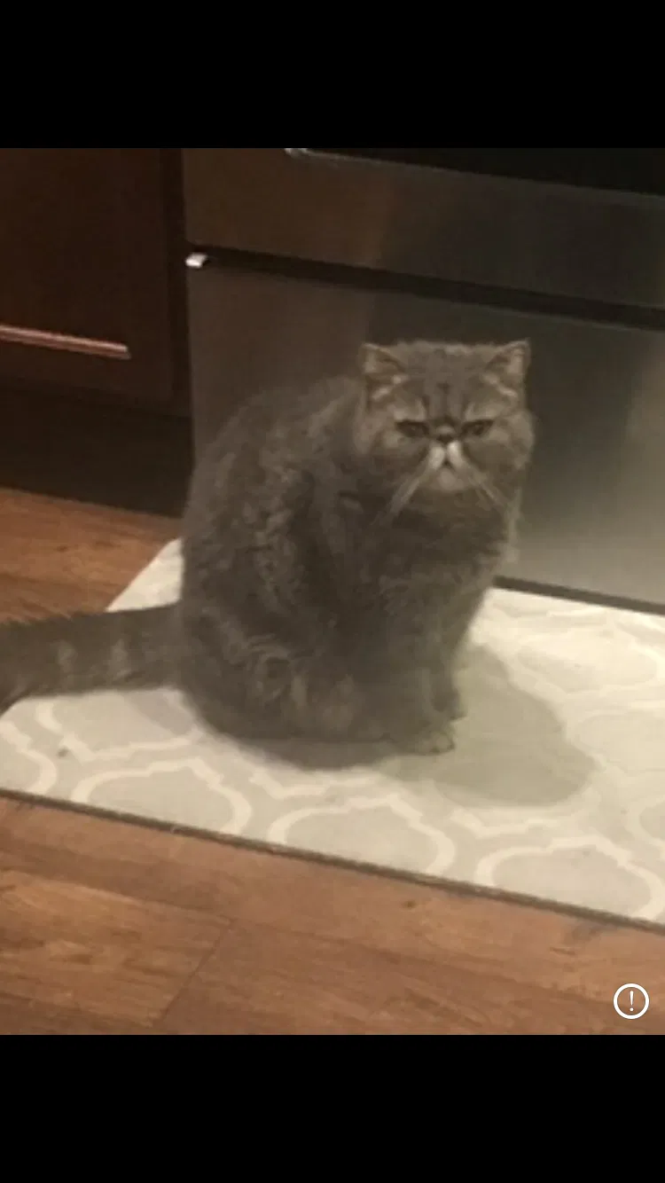 Lost cat in Puyallup, WA, 98375