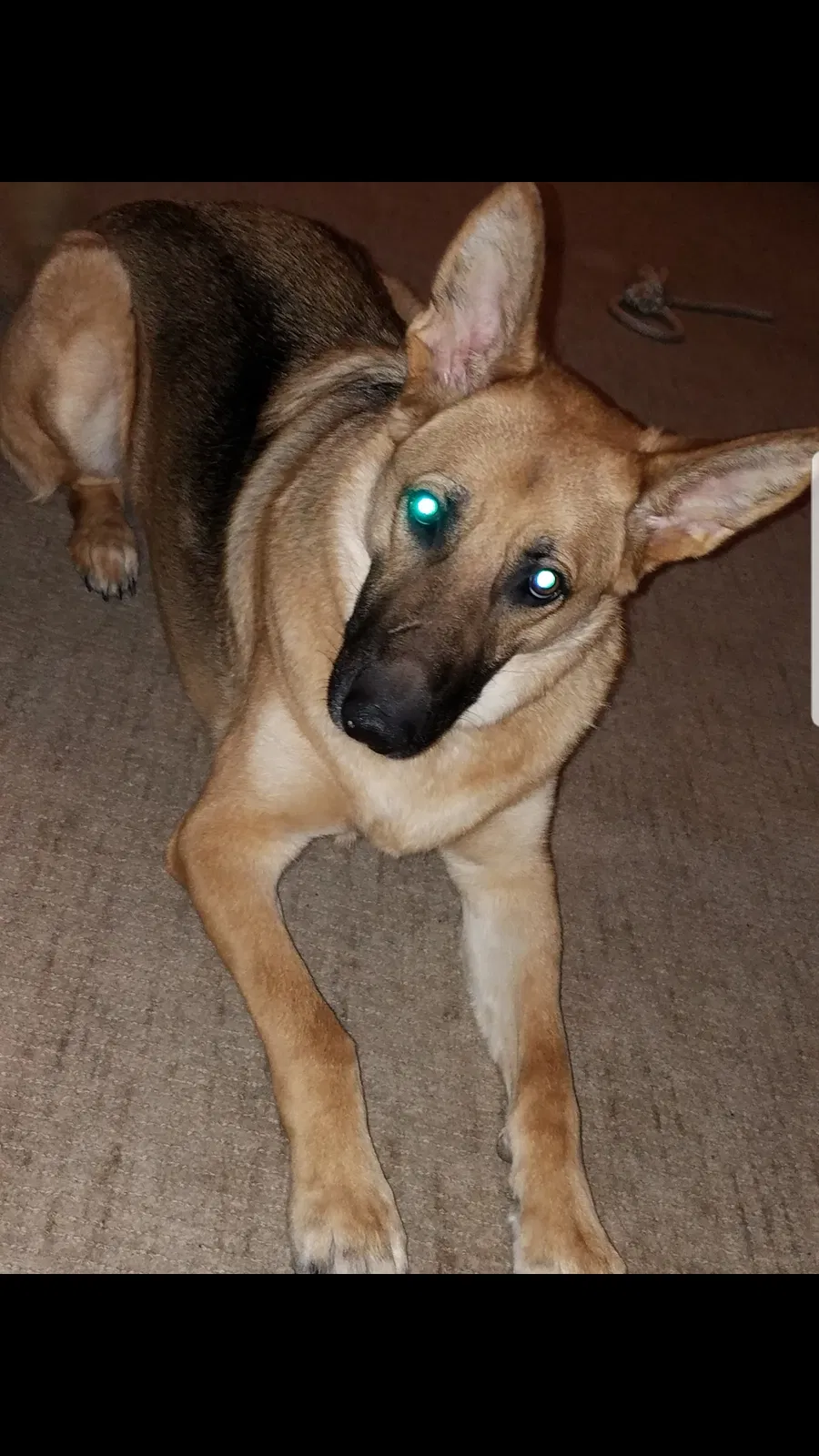 Lost dog in Fremont, CA, 94555