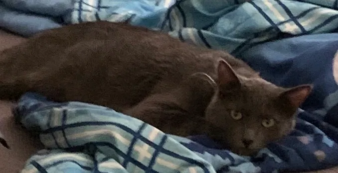 Lost cat in Campbell, CA, 95008
