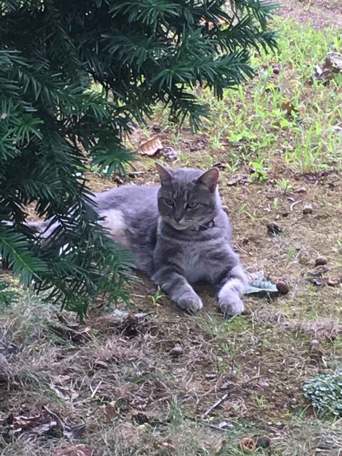 Lost cat in Louisa, VA, 23093