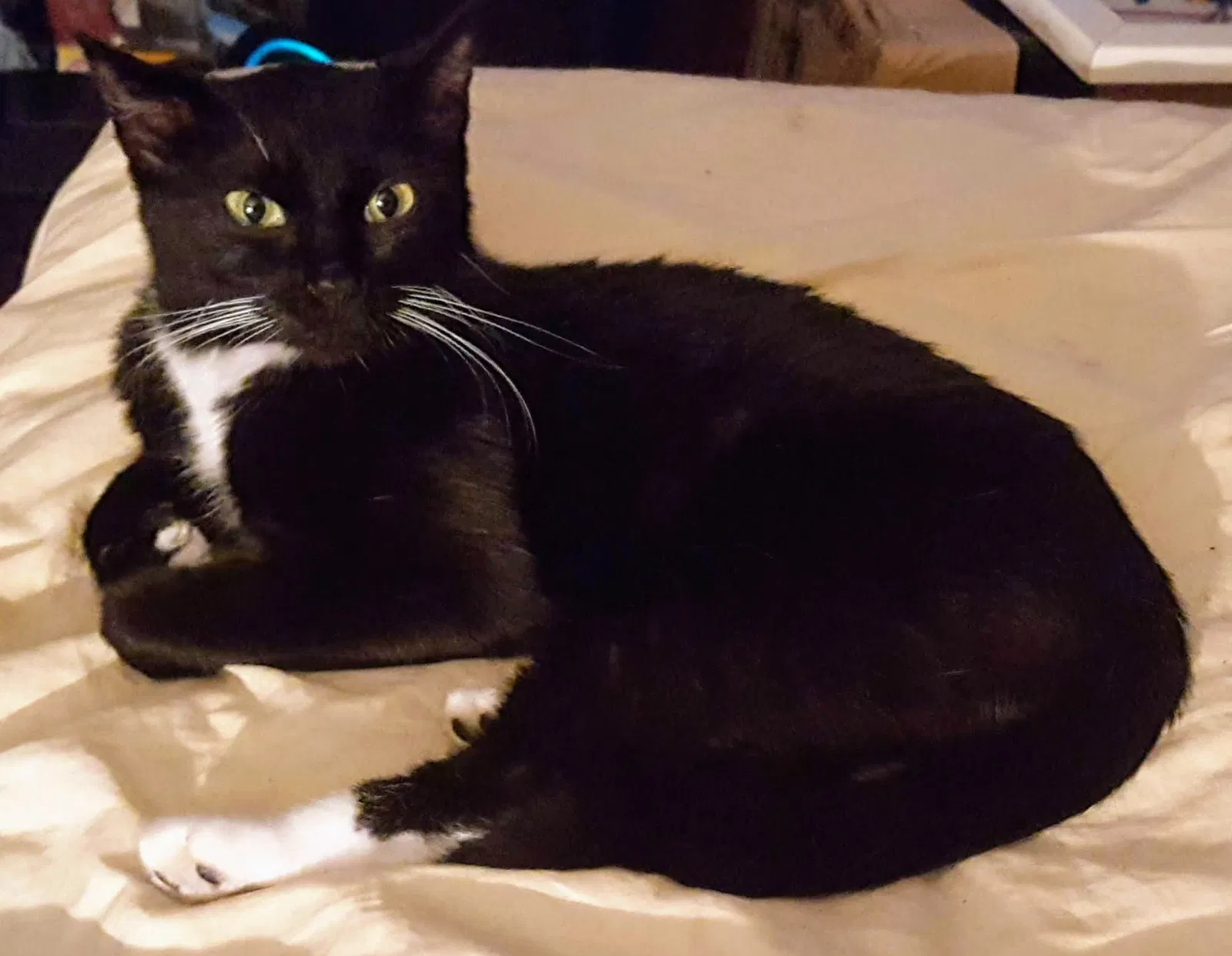 Lost cat in Nashville, TN, 37216