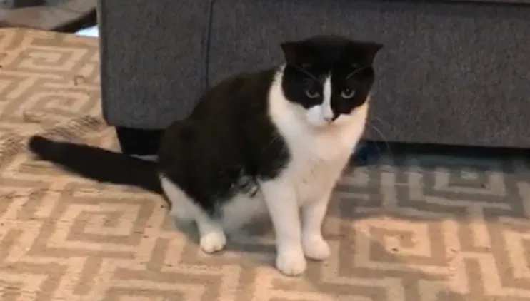 Lost cat in Portsmouth, VA, 23701