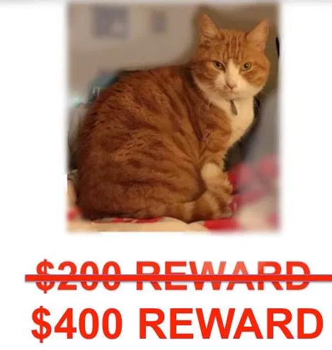 Lost cat in Birdsboro, PA, 19508
