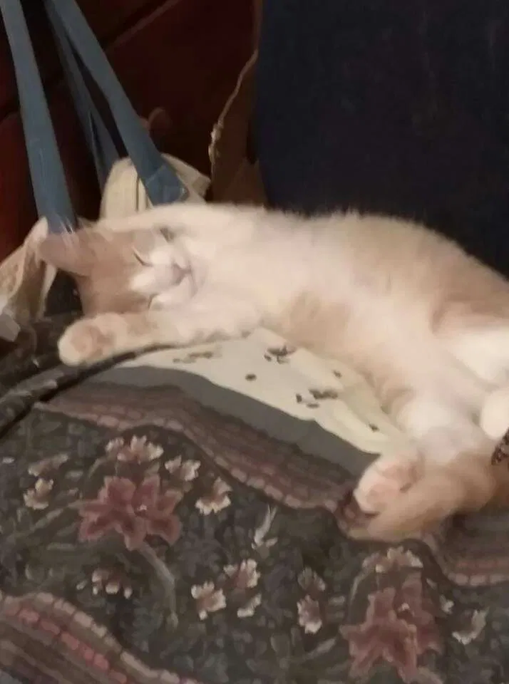 Lost cat in Greenbrier, AR, 72058