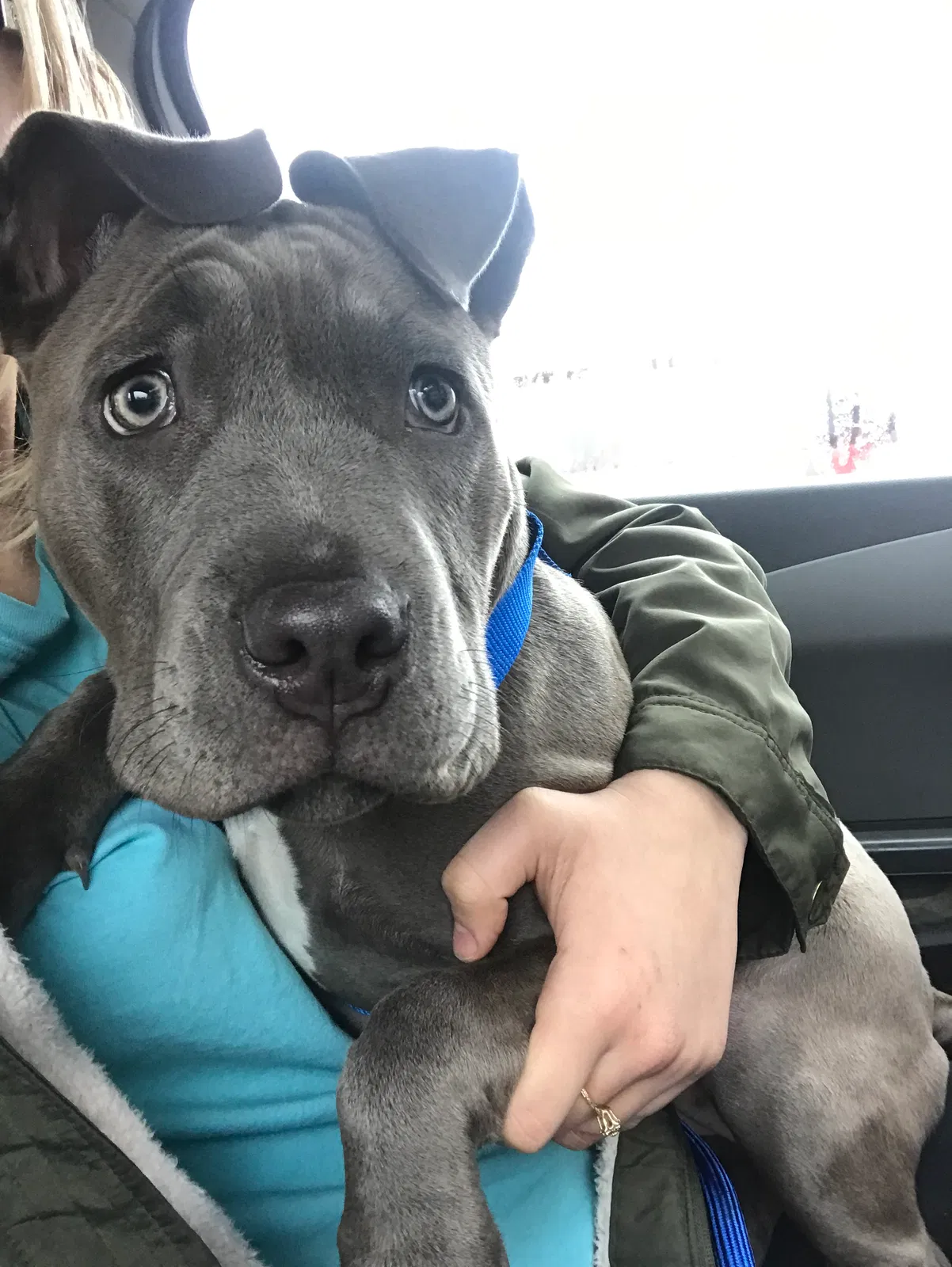 Lost dog in Tulsa, OK, 74127