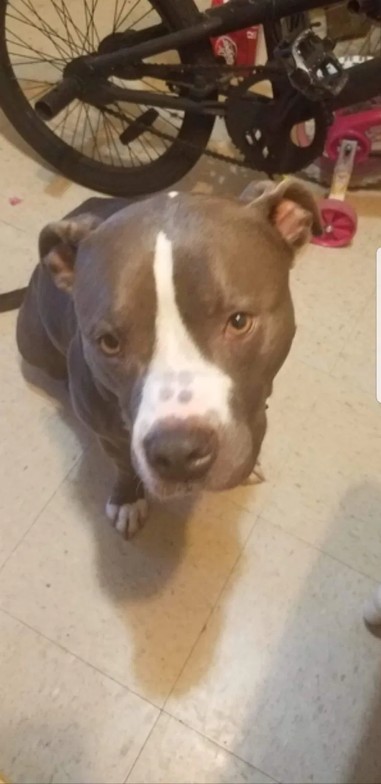 Lost dog in Fayetteville, AR, 72704