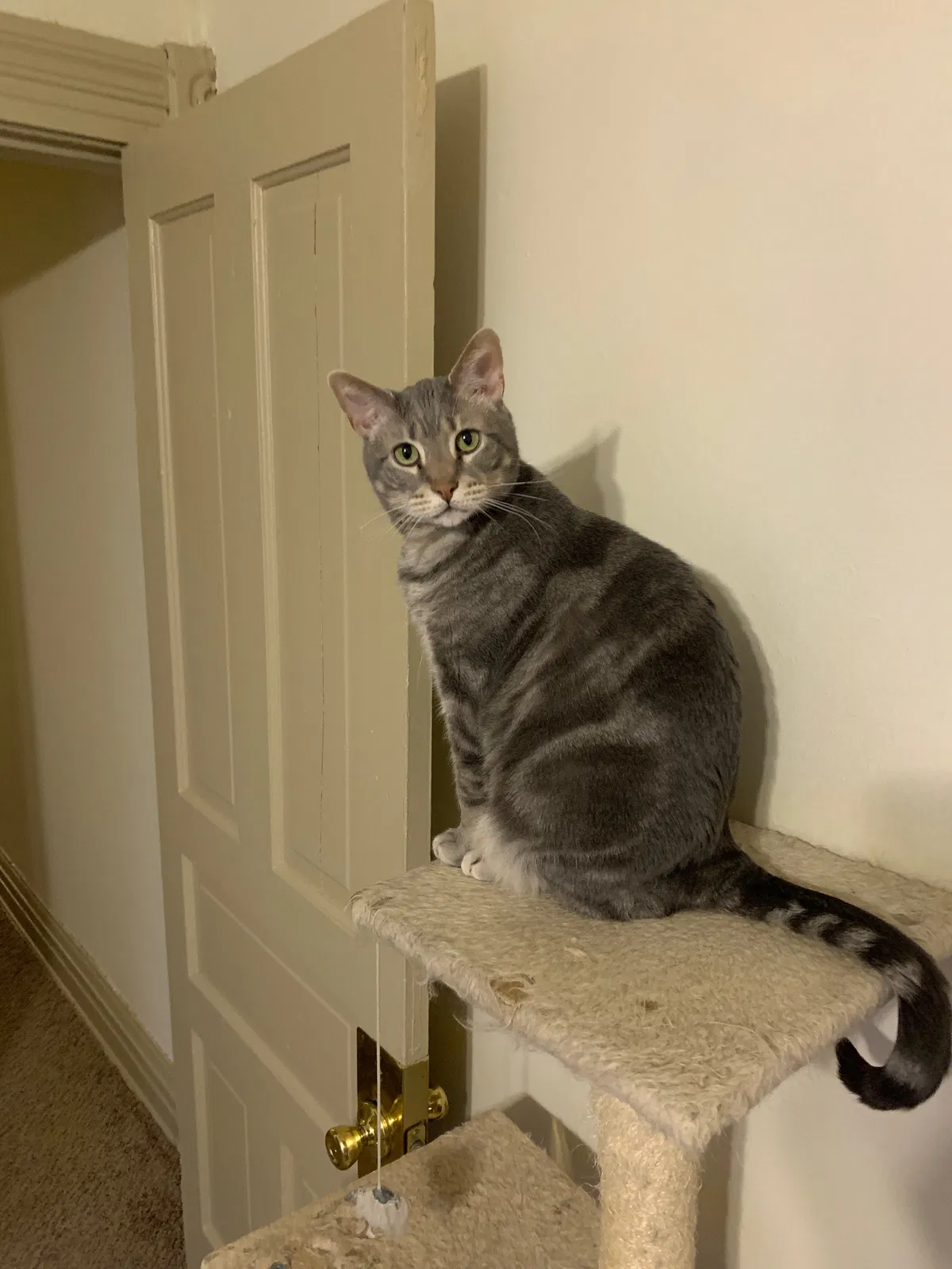 Lost cat in Columbus, OH, 43201