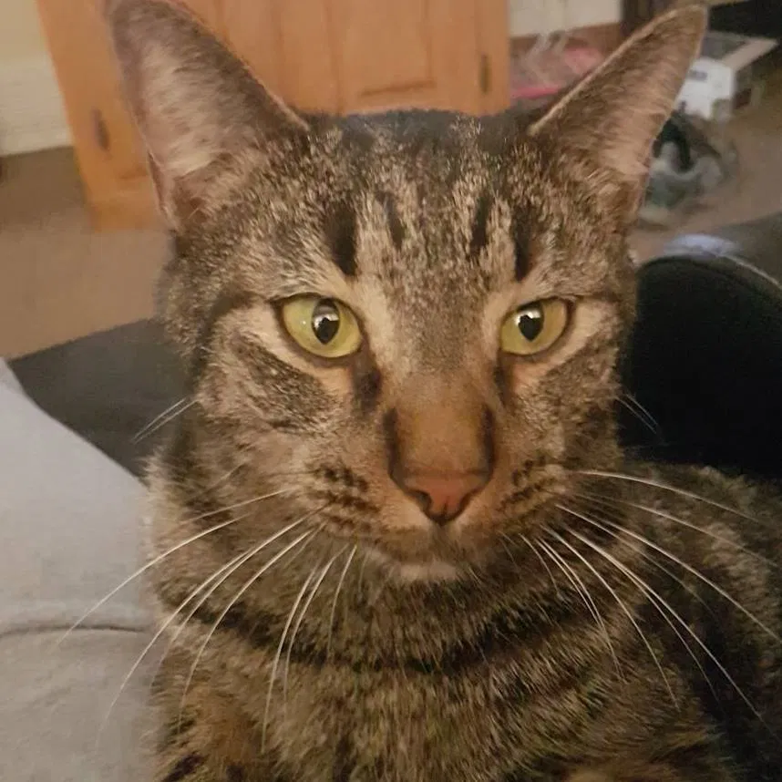 Lost cat in Colorado Springs, CO, 80906