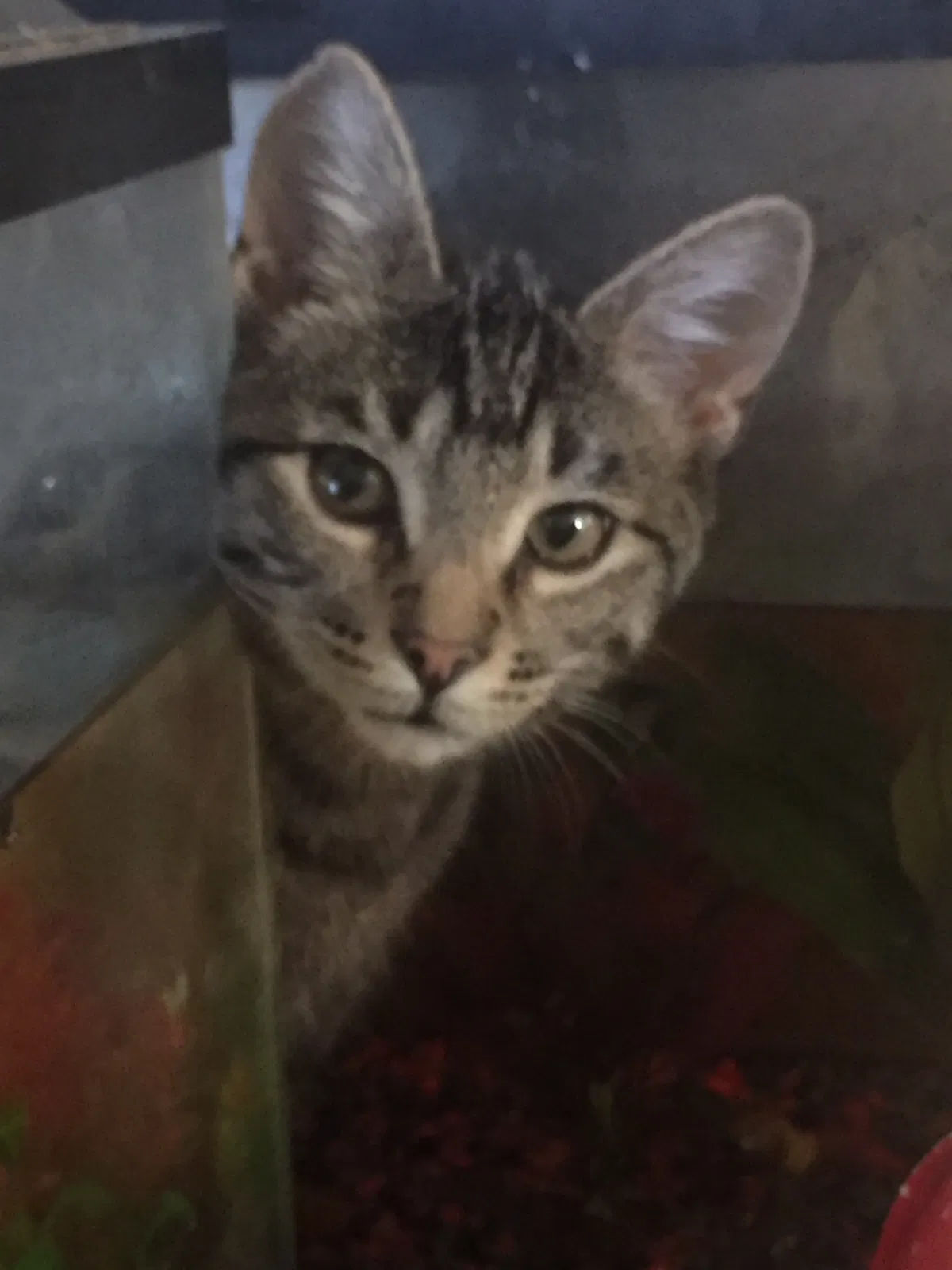 Lost cat in Farmington, MN, 55024