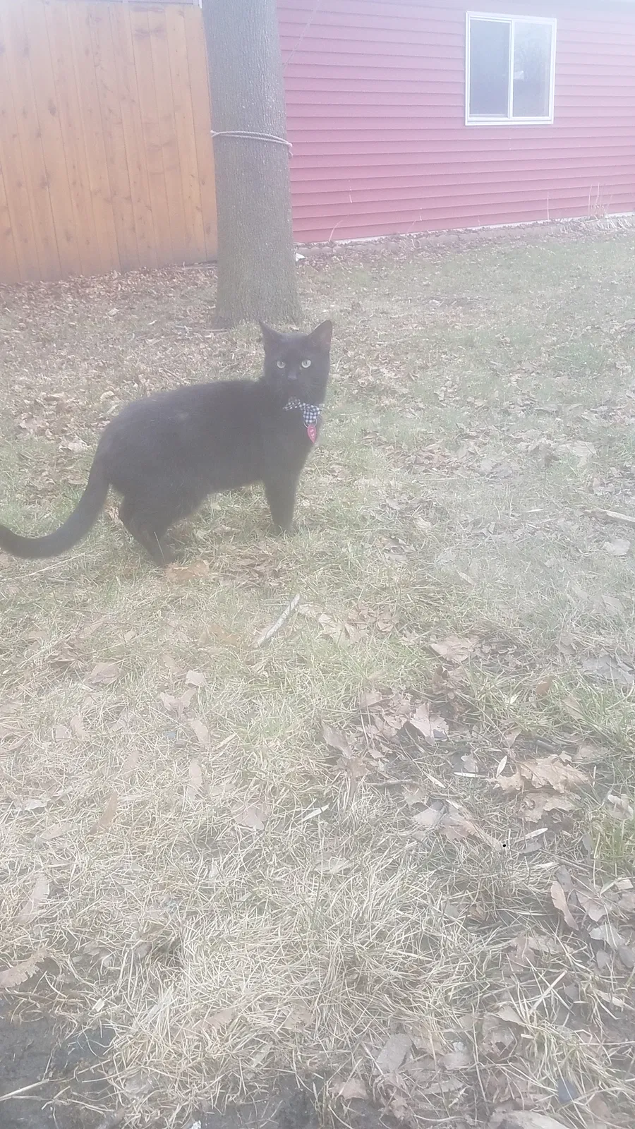 Lost cat in Kenosha, WI, 53143