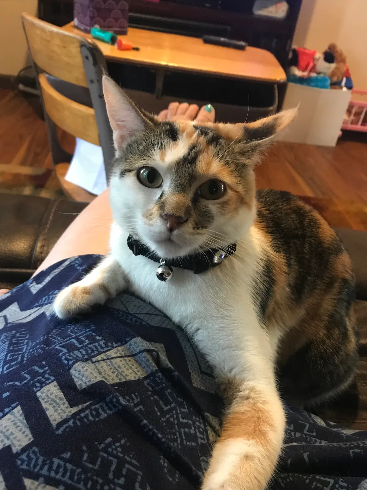 Lost cat in Colorado Springs, CO, 80915