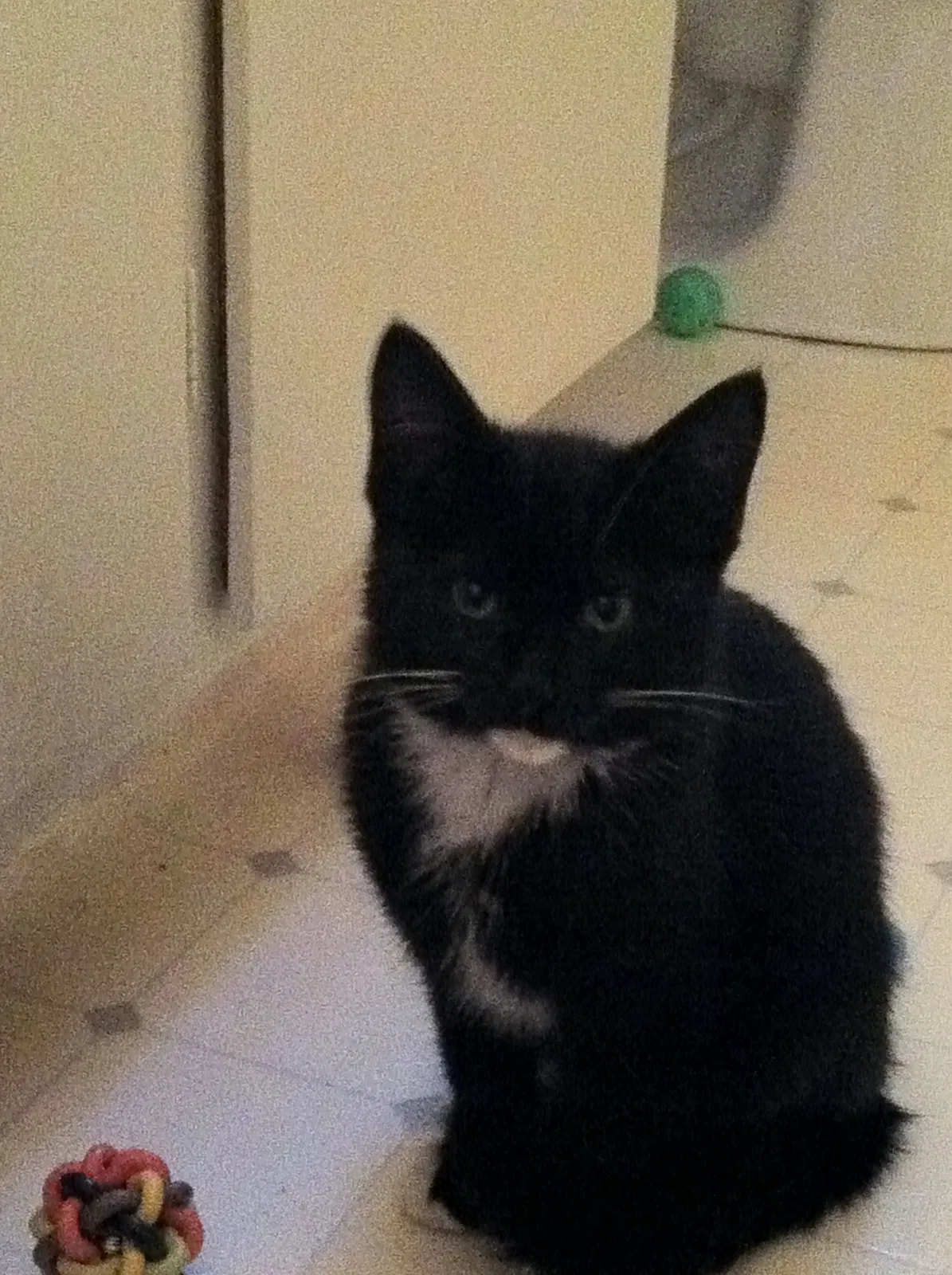 Lost cat in San Carlos, CA, 94070