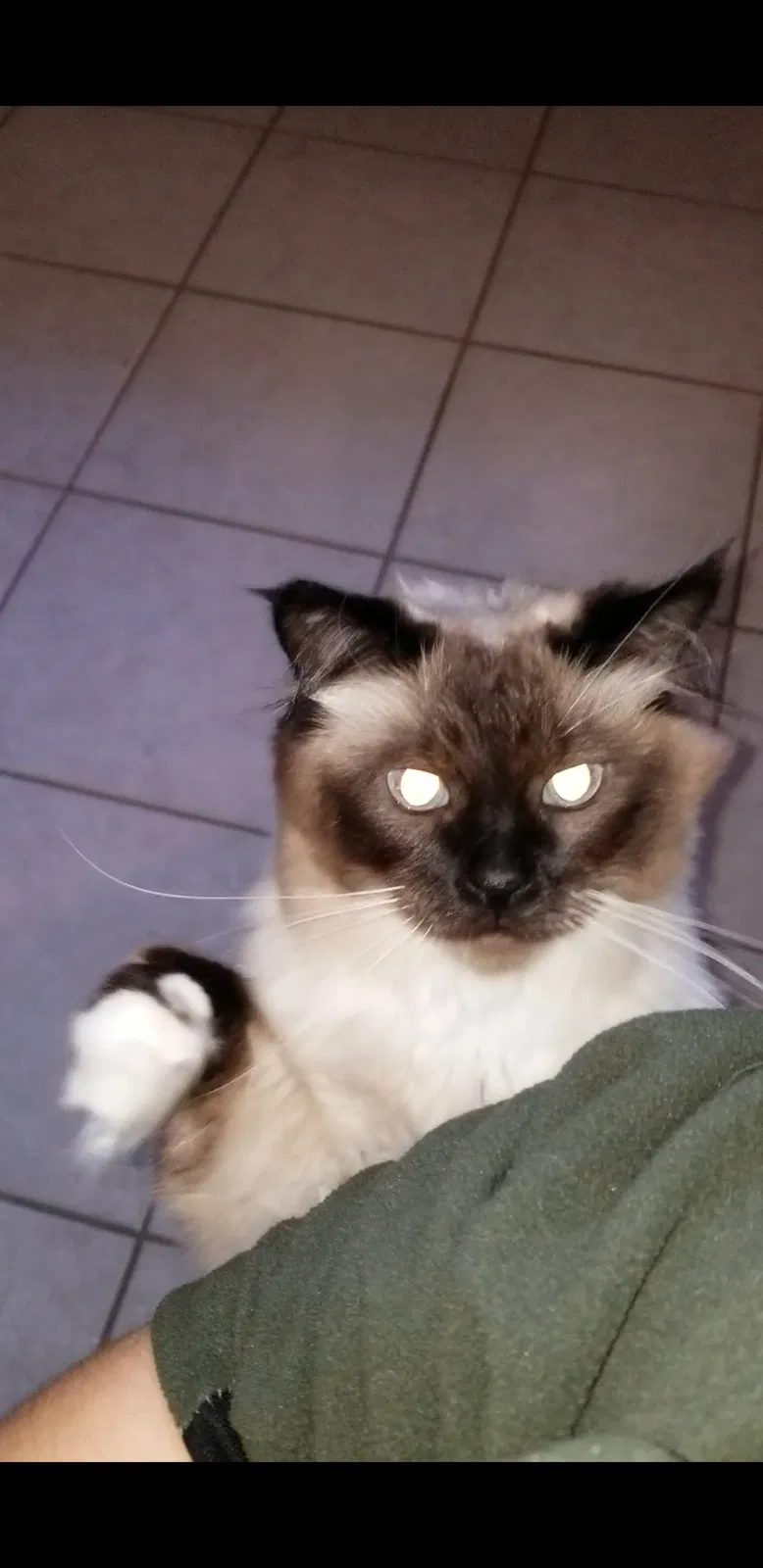 Lost cat in Crestview, FL, 32539