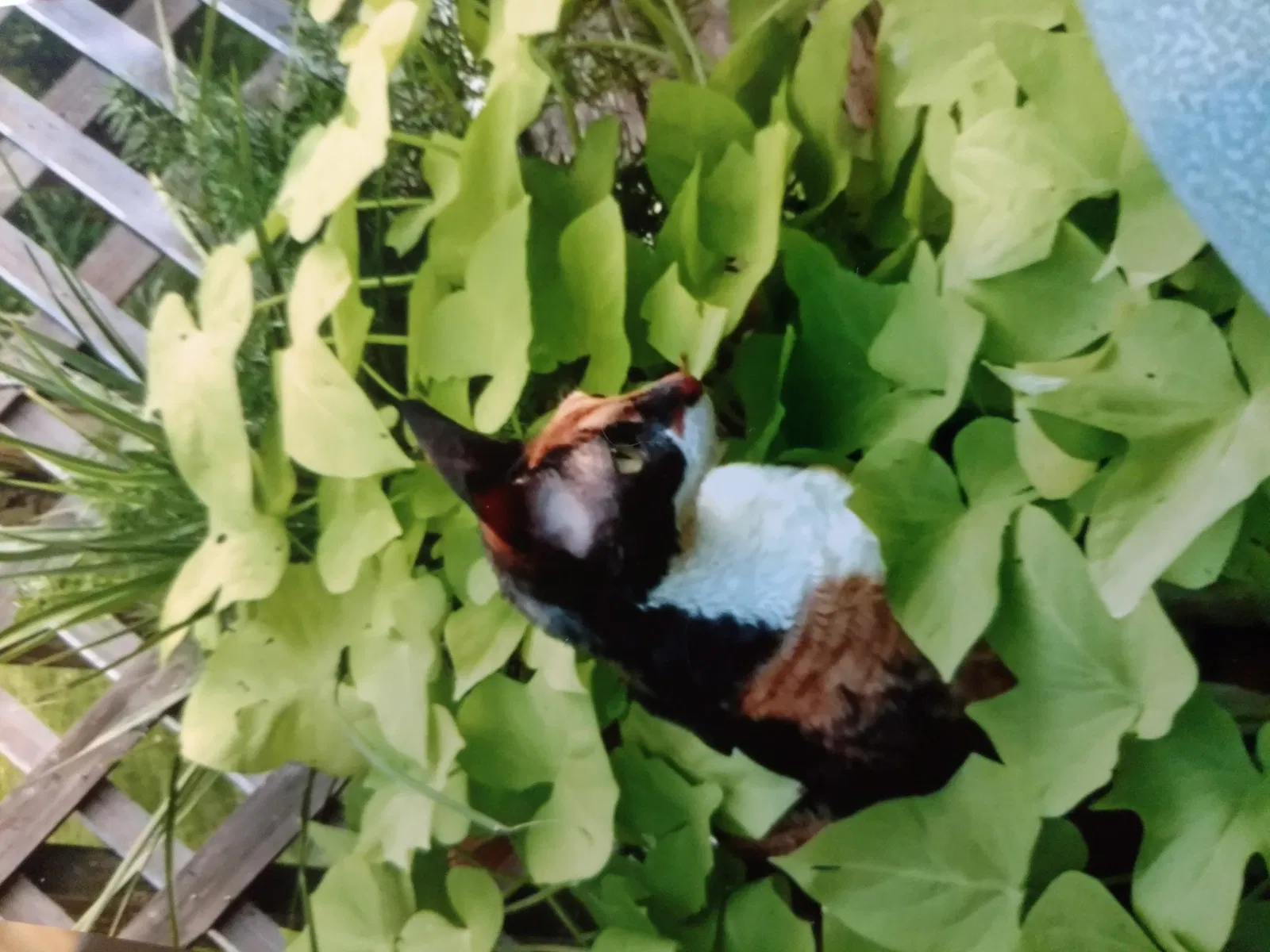 Lost cat in Lincoln, NE, 68512