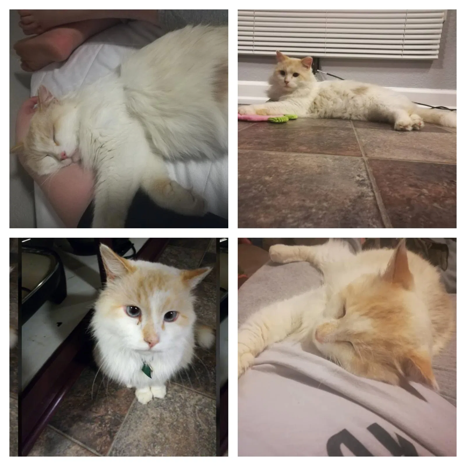 Lost cat in Tonganoxie, KS, 66086