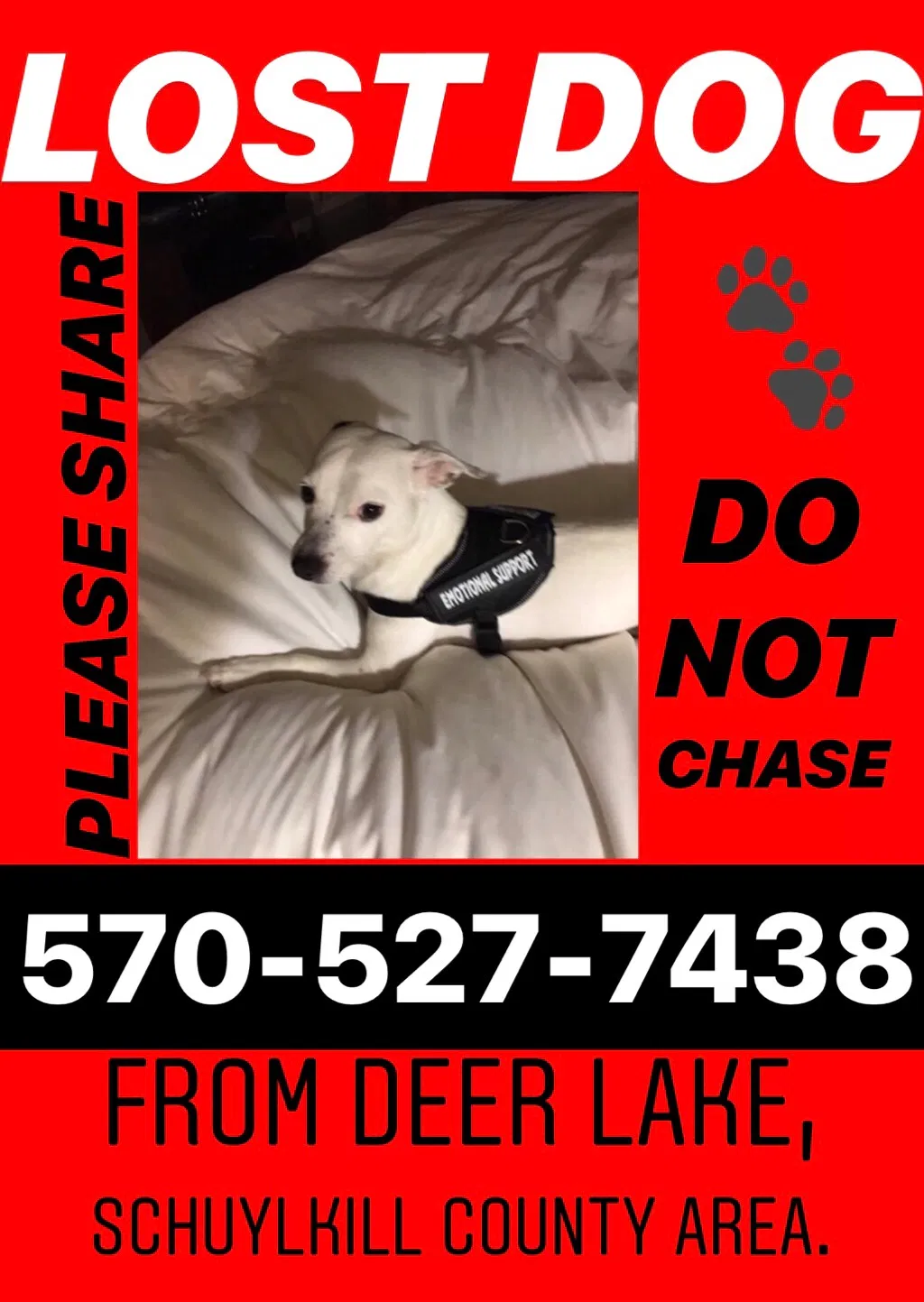 Lost dog in Orwigsburg, PA, 17961