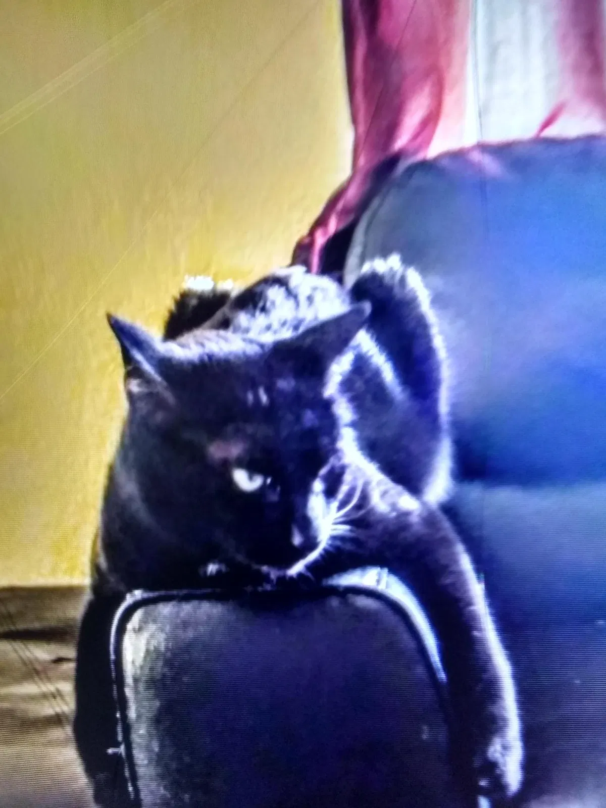 Lost cat in Mesa, AZ, 85203