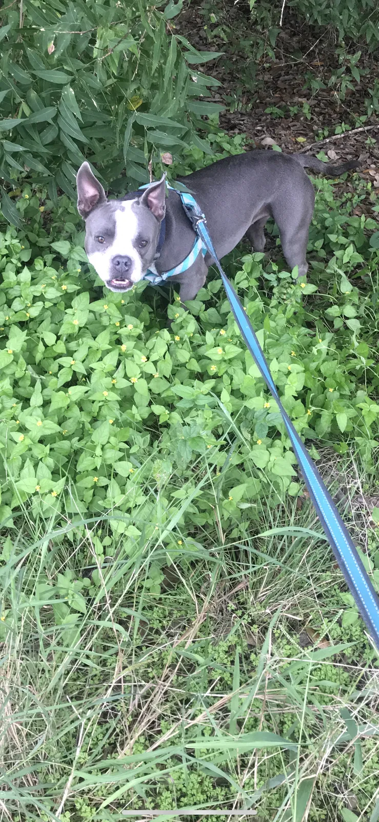 Lost dog in San Antonio, TX, 78249