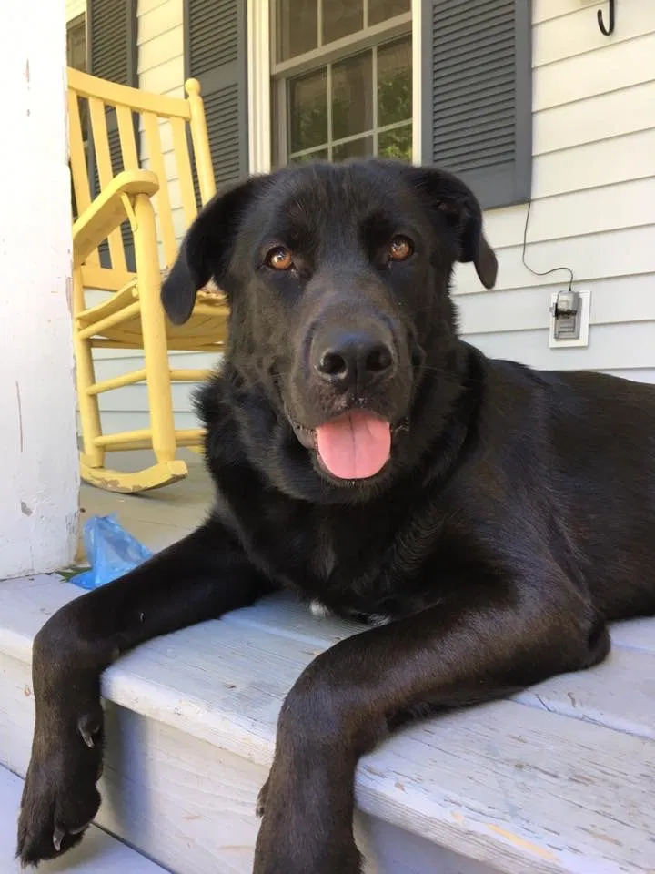 Lost dog in Petersburg, VA, 23803